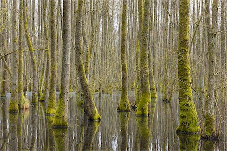 erle - Black Alders (Alnus glutinosa) in Wetland, Early Spring, Hesse, Germany Stockbilder - Premium RF Lizenzfrei, Bildnummer: 600-08002581