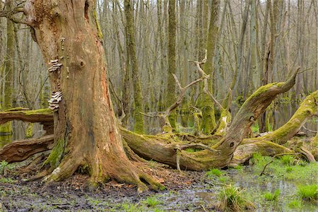 Dead, Old Oak Tree and Black Alders (Alnus glutinosa) in Wetland, Early Spring, Hesse, Germany Photographie de stock - Premium Libres de Droits, Code: 600-08002583