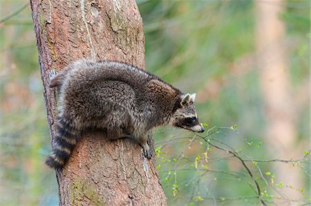 procyon lotor - Raccoon (Procyon lotor) on Tree trunk, Hesse, Germany Foto de stock - Sin royalties Premium, Código: 600-08002594