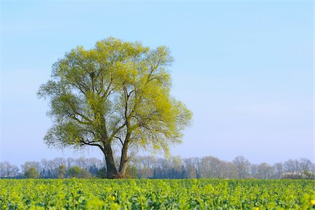 Tree in field of green plants in Early Spring, Kuehkopf-Knoblochsaue Nature Reserve, Hesse, Germany, Europe Stock Photo - Premium Royalty-Free, Code: 600-08002597
