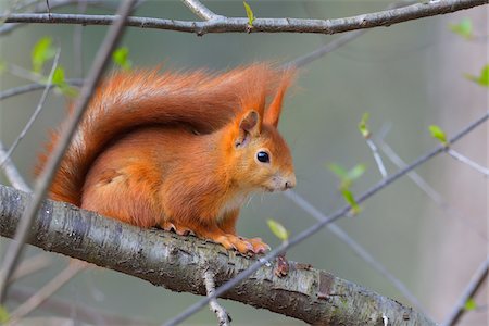 rongeur - Close-up portrait of Red Squirrel (Sciurus vulgaris) sitting on tree branch in Early Spring, Hesse, Germany Photographie de stock - Premium Libres de Droits, Code: 600-08002592