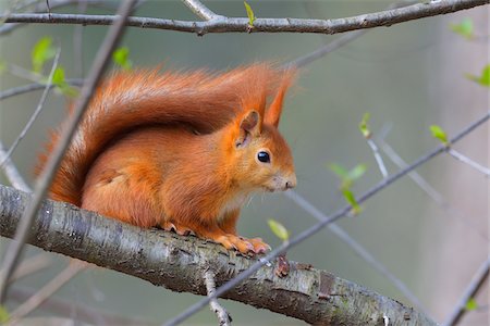 simsearch:600-08002571,k - Close-up portrait of Red Squirrel (Sciurus vulgaris) sitting on tree branch in Early Spring, Hesse, Germany Stockbilder - Premium RF Lizenzfrei, Bildnummer: 600-08002592