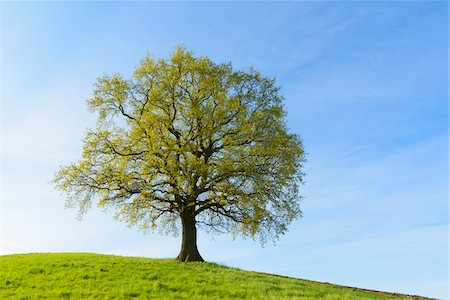 solitario - Old Oak Tree on hill in Early Spring, Odenwald, Hesse, Germany Foto de stock - Sin royalties Premium, Código: 600-08002604