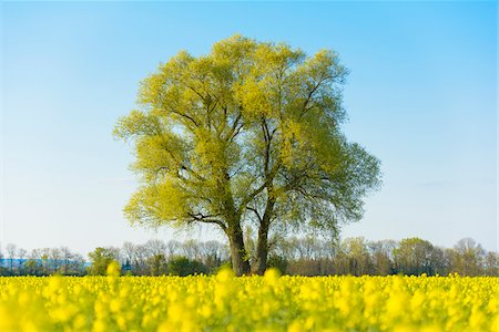 Tree and Blooming Canola Field in Early Spring, Kuehkopf-Knoblochsaue Nature Reserve, Hesse, Germany Stock Photo - Premium Royalty-Free, Code: 600-08002603