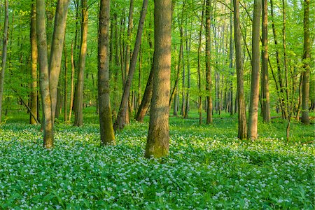 Beech tree (Fagus sylvatica) Forest with Ramson (Allium ursinum) in Spring, Hesse, Germany Stock Photo - Premium Royalty-Free, Code: 600-08002614