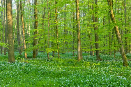 Beech tree (Fagus sylvatica) Forest with Ramson (Allium ursinum) in Spring, Hesse, Germany Photographie de stock - Premium Libres de Droits, Code: 600-08002616