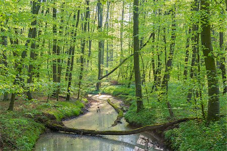 Beech tree (Fagus sylvatica) Forest with fallen tree and Brook in Spring, Hesse, Germany Stockbilder - Premium RF Lizenzfrei, Bildnummer: 600-08002619