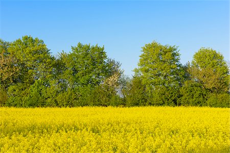 Blooming Canola Field, Riedstadt, Hesse, Germany Stock Photo - Premium Royalty-Free, Code: 600-08002626