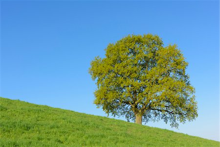 roble (madera) - Old Oak Tree on hill in Early Spring, Odenwald, Hesse, Germany Foto de stock - Sin royalties Premium, Código: 600-08002629