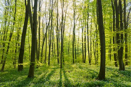 dichte - Beech tree (Fagus sylvatica) Forest in Spring, Hesse, Germany Stockbilder - Premium RF Lizenzfrei, Bildnummer: 600-08002623