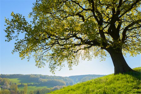 scherenschnitt - Old Oak Tree with scenic view in Early Spring, Odenwald, Hesse, Germany Stockbilder - Premium RF Lizenzfrei, Bildnummer: 600-08002632