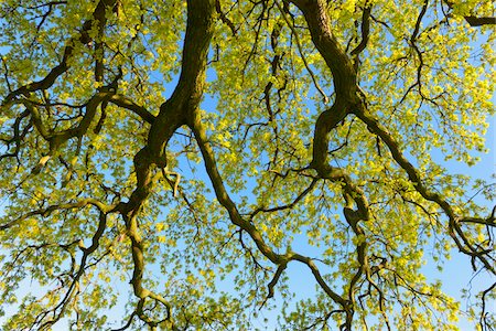 Low angle view of Branches of Oak Tree, Odenwald, Hesse, Germany Foto de stock - Sin royalties Premium, Código: 600-08002633