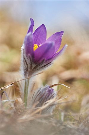 pulsatilla vulgaris - Close-up of a pasque flower (Pulsatilla vulgaris) flowering in spring, Bavaria, Germany Stock Photo - Premium Royalty-Free, Code: 600-08002648