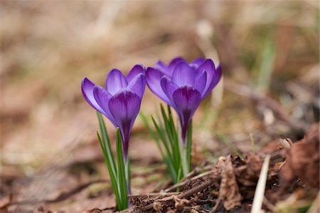 purple flower closeup - Spring Crocus or Giant Crocus (Crocus vernus) flowering in spring, Bavaria, Germany Stock Photo - Premium Royalty-Free, Code: 600-08002649