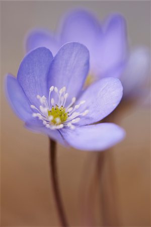 ranunculales - Close-up of a Common Hepatica (Anemone hepatica) flowering in spring, Bavaria, Germany Stock Photo - Premium Royalty-Free, Code: 600-08002641