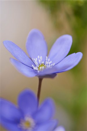 simsearch:600-08122040,k - Close-up of a Common Hepatica (Anemone hepatica) flowering in spring, Bavaria, Germany Photographie de stock - Premium Libres de Droits, Code: 600-08002642