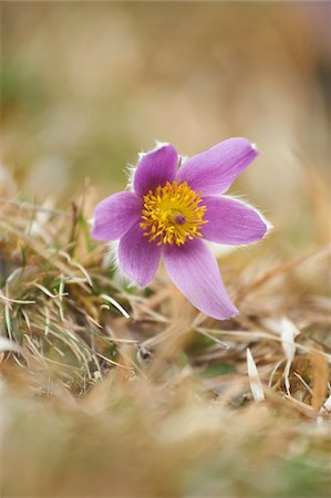 Close-up of a common pasque flower (Pulsatilla vulgaris) flowering in spring, Bavaria, Germany Stock Photo - Premium Royalty-Free, Code: 600-08002652