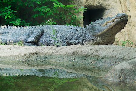 Alligator, Cameron Park Zoo, Waco, Texas, USA Photographie de stock - Premium Libres de Droits, Code: 600-08025959