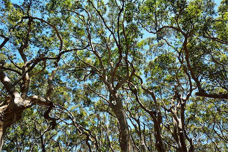 simsearch:600-08026045,k - Eucalyptus Treetops, Benandarah, Murramarang National Park, New South Wales, Australia Stockbilder - Premium RF Lizenzfrei, Bildnummer: 600-08026036