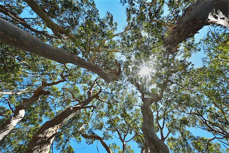 View in Eucalyptus Treetop with Sun, Benandarah, Murramarang National Park, New South Wales, Australia Photographie de stock - Premium Libres de Droits, Code: 600-08026038