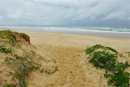 simsearch:600-08274364,k - Path through Dunes to Beach, Peregian Beach, Sunshine Coast, Queensland, Australia Stock Photo - Premium Royalty-Free, Code: 600-08026044