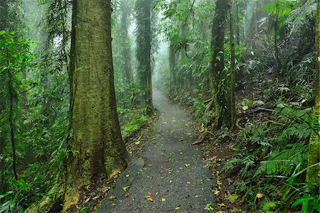 footpath - Path through Rainforest, Dorrigo, Dorrigo National Park, New South Wales, Australia Foto de stock - Sin royalties Premium, Código: 600-08026046