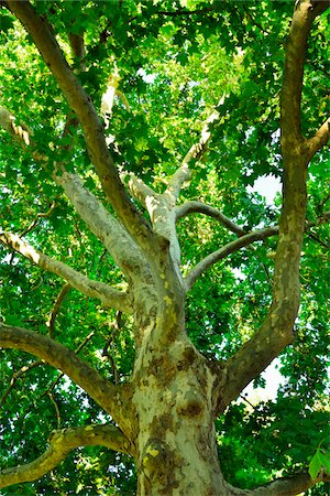 Tree Tops in Summer, Adelaide, South Australia, Australia Foto de stock - Sin royalties Premium, Código: 600-08026065