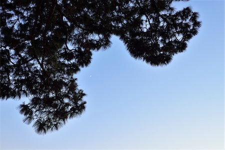 Silhouette of Pine Tree Branch, Blue Lake, Mount Gambier, South Australia, Australia Stock Photo - Premium Royalty-Free, Code: 600-08026084