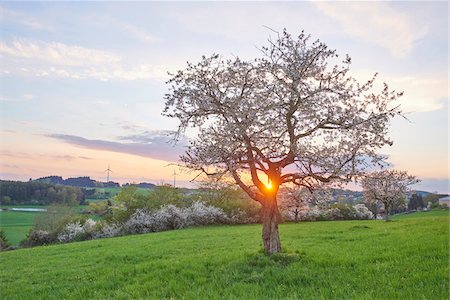 sunset, flowers - Landscape with Sour Cherry Tree (Prunus cerasus) at Sunset in Spring, Upper Palatinate, Bavaria, Germany Foto de stock - Sin royalties Premium, Código: 600-08026121