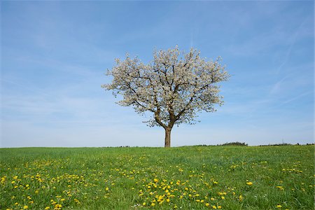 simsearch:600-08026140,k - Landscape with Sour Cherry Tree (Prunus cerasus) on Meadow in Spring, Upper Palatinate, Bavaria, Germany Foto de stock - Sin royalties Premium, Código: 600-08026123