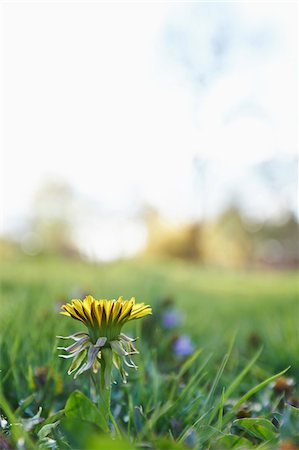 simsearch:600-07596058,k - Close-up of Common Dandelion (Taraxacum officinale) Blossom in Spring, Bavaria, Germany Stock Photo - Premium Royalty-Free, Code: 600-08026138