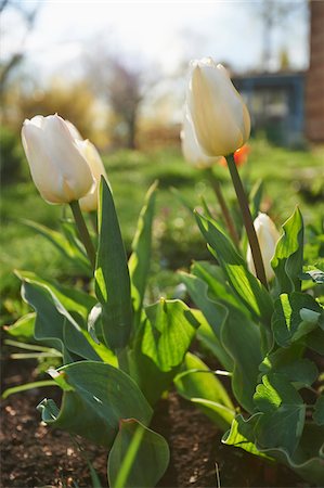 simsearch:600-08022745,k - Close-up of Garden Tulip (Tulipa) Blossoms in Spring, Bavaria, Germany Foto de stock - Sin royalties Premium, Código: 600-08026139