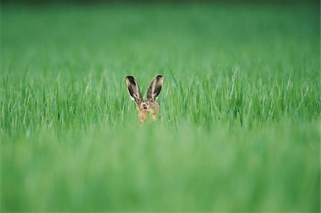 simsearch:600-08026138,k - Close-up of European Brown Hare (Lepus europaeus) in Field in Spring, Upper Palatinate, Bavaria, Germany Stockbilder - Premium RF Lizenzfrei, Bildnummer: 600-08026144