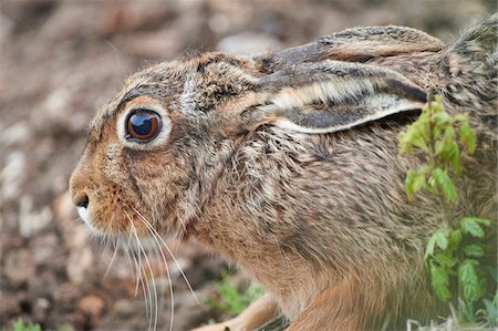 simsearch:700-08519410,k - Close-up of European Brown Hare (Lepus europaeus) in Field in Spring, Upper Palatinate, Bavaria, Germany Photographie de stock - Premium Libres de Droits, Code: 600-08026145