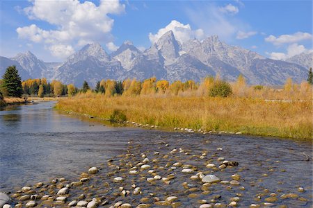 river in forest - Schwabacher Landing with Teton mountain range in background, autumn, Snake River, Jackson Hole, Grand Teton National Park, Wyoming, USA Stock Photo - Premium Royalty-Free, Code: 600-08026157