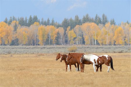 simsearch:600-08026152,k - Horses standing in field together, Grand Teton National Park, autumn, Wyoming, USA Foto de stock - Sin royalties Premium, Código: 600-08026164