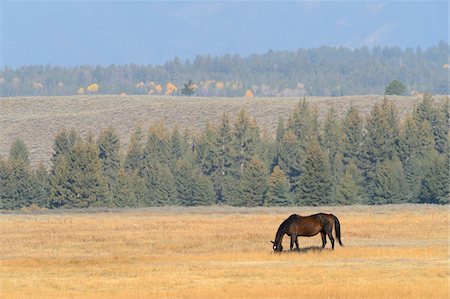 simsearch:700-00076891,k - Horse grazing in field, Grand Teton National Park, autumn, Grand Teton National Park, Wyoming, USA Stockbilder - Premium RF Lizenzfrei, Bildnummer: 600-08026160