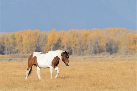 simsearch:600-08026152,k - Horse walking in field, Grand Teton National Park, autumn, Wyoming, USA Foto de stock - Sin royalties Premium, Código: 600-08026162