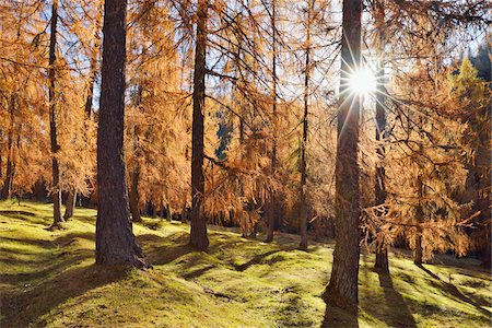 European Larch (Larix decidua) forest in orange autumn colour, backlit with sunbeams, Cadore, Cortina d'Ampezzo, Veneto, Belluno District, Dolomites, European Alps, Italy Stock Photo - Premium Royalty-Free, Code: 600-08026205