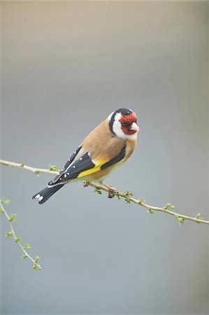 steiermark - Close-up of European Goldfinch (Carduelis carduelis) in Early Spring, Styria, Austria Foto de stock - Sin royalties Premium, Código: 600-08022737