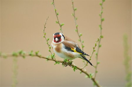 ram (animal) - Close-up of European Goldfinch (Carduelis carduelis) in Early Spring, Styria, Austria Foto de stock - Sin royalties Premium, Código: 600-08022738