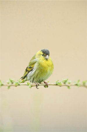 song birds not illustration - Close-up of Eurasian Siskin (Spinus spinus) Sitting on Branch in Early Spring, Styria, Austria Stock Photo - Premium Royalty-Free, Code: 600-08022739
