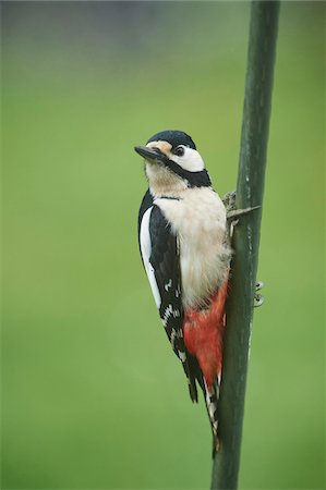 simsearch:600-07279045,k - Close-up of Great Spotted Woodpecker (Dendrocopos major) on Branch in Early Spring, Styria, Austria Foto de stock - Sin royalties Premium, Código: 600-08022740