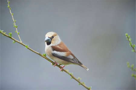 styria - Close-up of Hawfinch (Coccothraustes coccothraustes) Female in Early Spring, Styria, Austria Foto de stock - Sin royalties Premium, Código: 600-08022742