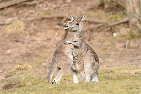 simsearch:600-08065010,k - Eastern Grey Kangaroo (Macropus giganteus) Mother with Joey on Meadow in Spring, Bavaria, Germany Fotografie stock - Premium Royalty-Free, Codice: 600-08065012
