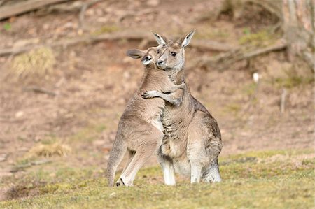 simsearch:700-08519459,k - Eastern Grey Kangaroo (Macropus giganteus) Mother with Joey on Meadow in Spring, Bavaria, Germany Stock Photo - Premium Royalty-Free, Code: 600-08065012