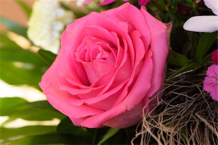 simsearch:859-03884561,k - Close-up of a pink rose in a bouquet Stock Photo - Premium Royalty-Free, Code: 600-08060057