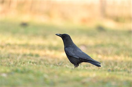 Carrion crow (Corvus corone) standing on a meadow in spring, Bavaria, Germany Foto de stock - Sin royalties Premium, Código: 600-08060062