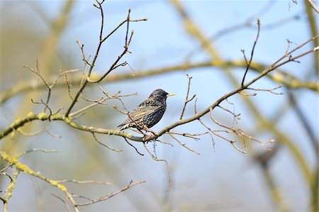 simsearch:400-06131069,k - Common starling (Sturnus vulgaris) sitting on a branch in spring, Bavaria, Germany Photographie de stock - Premium Libres de Droits, Code: 600-08060063