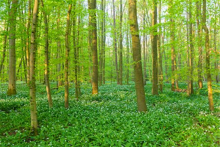 European Beech Forest (Fagus sylvatica) with Ramson (Allium ursinum) in Spring, Hesse, Germany Stockbilder - Premium RF Lizenzfrei, Bildnummer: 600-08082799